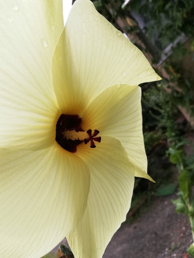 ❁花🌼