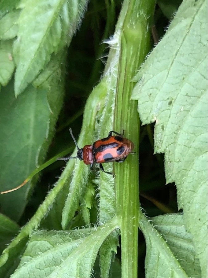 騙されませんよ🐞