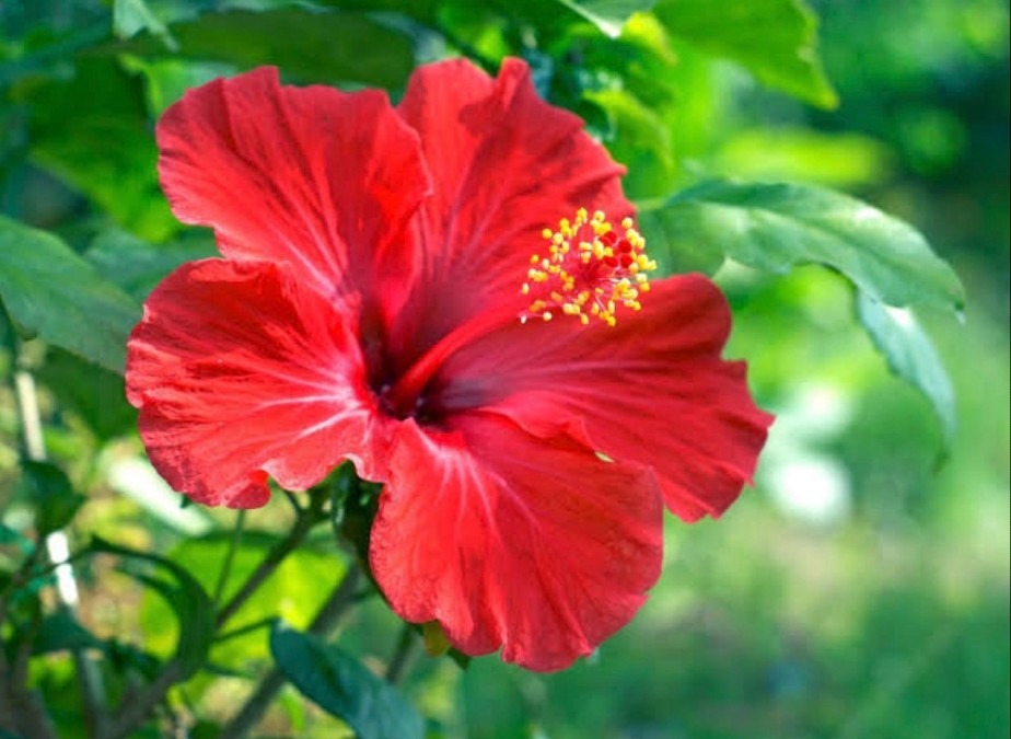 Hibiscus🌺