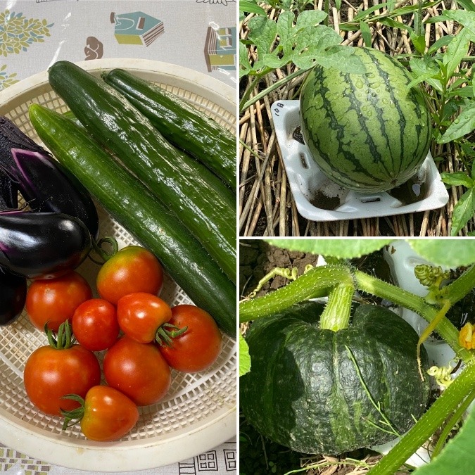 🍅🥒🍆朝採れ夏野菜🍉🎃☀️