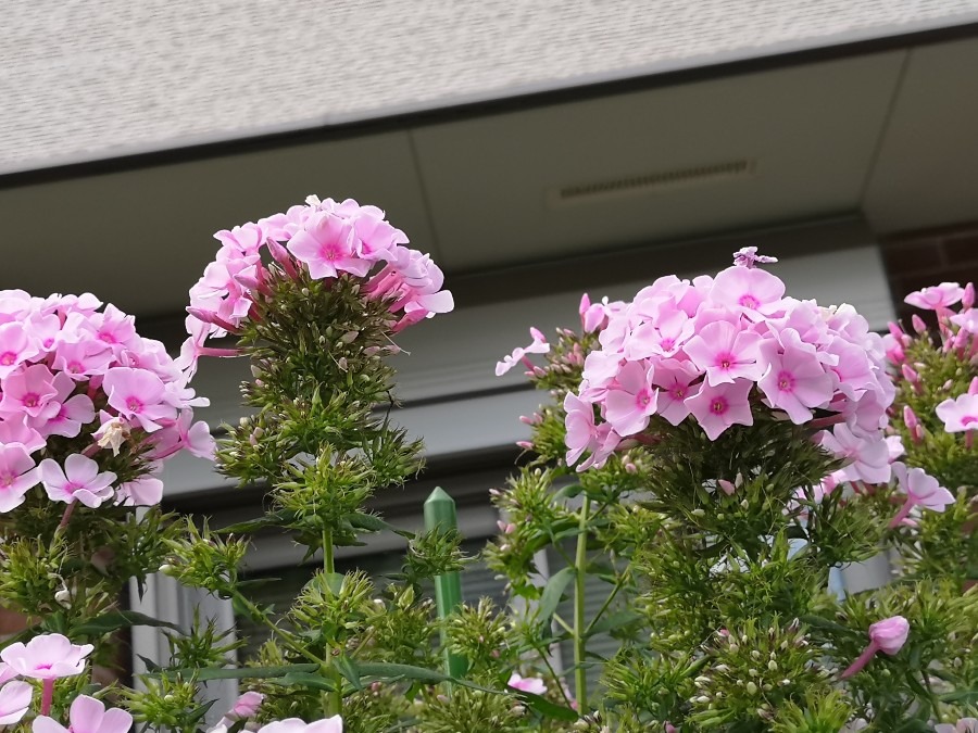 斜向かいのお家の花❤️