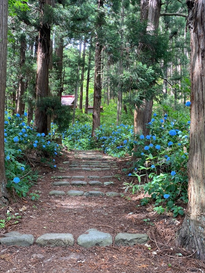 神社の参道🎶🌸