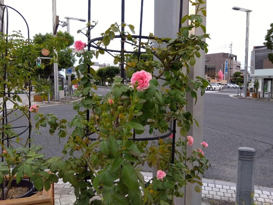 街なかに薔薇💖