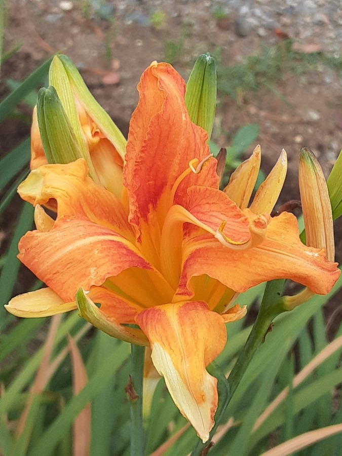 我が家の花(ヤブカンゾウ🌼)