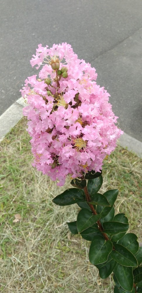サルスベリの花！