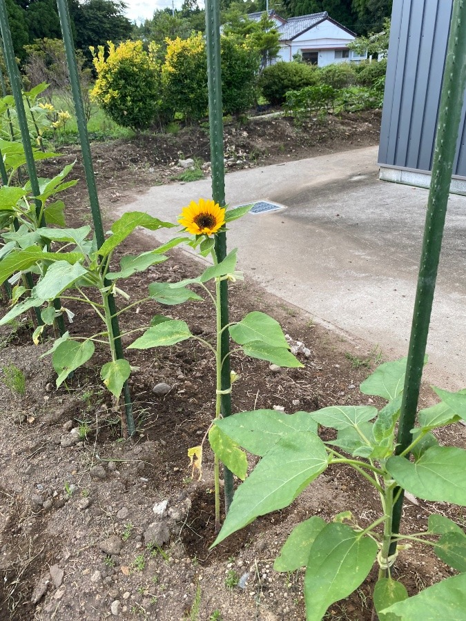 ひまわり開花第一号