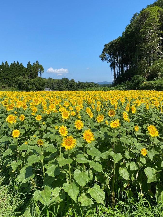 ひまわり畑❣️