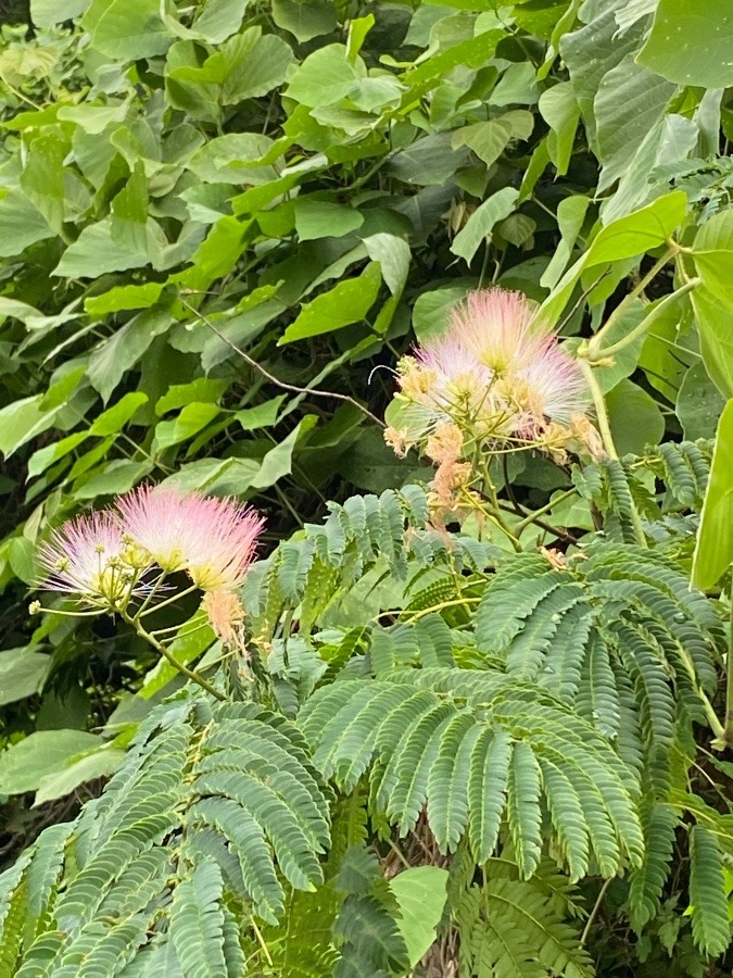 千歳山周りの花🌸🎶