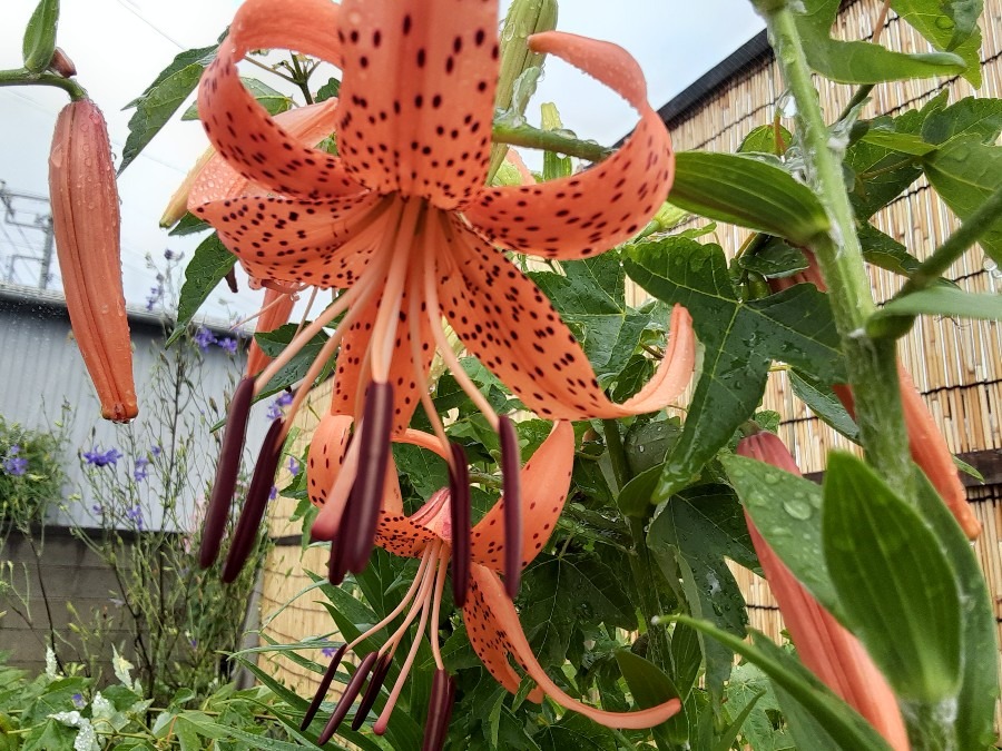 我が家の花(オニユリ🌼)