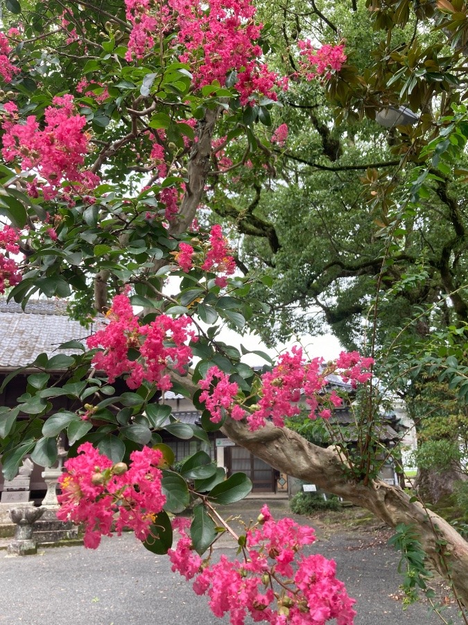 サルスベリの花