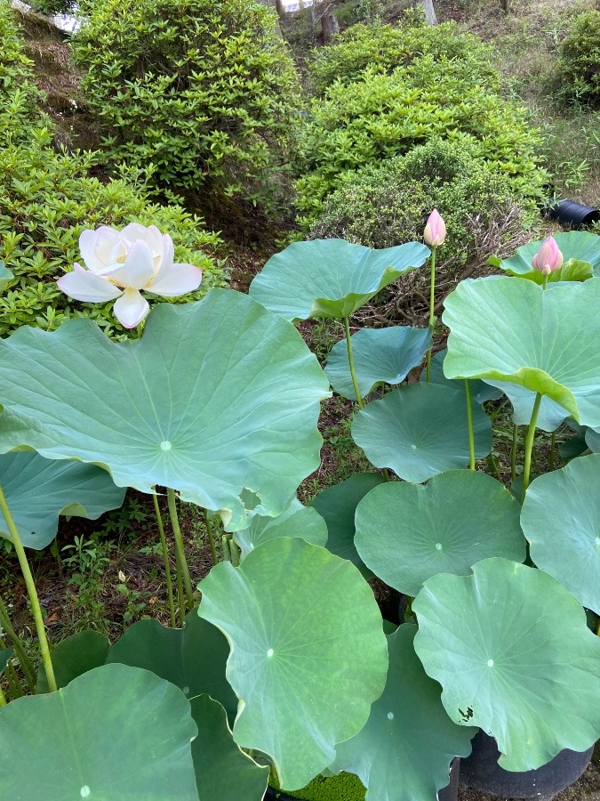 鬼子母神、妙久寺、蓮寺