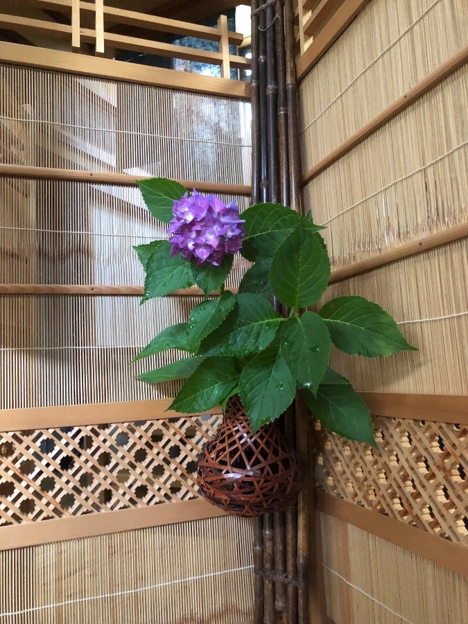 💕可愛い紫陽花💕