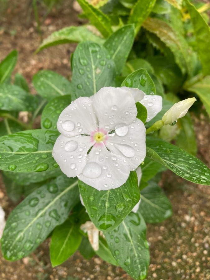 雨しとしと