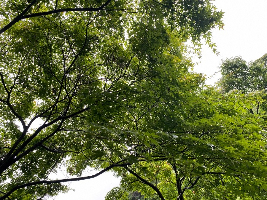 雨の散歩🚶🏻‍♀️