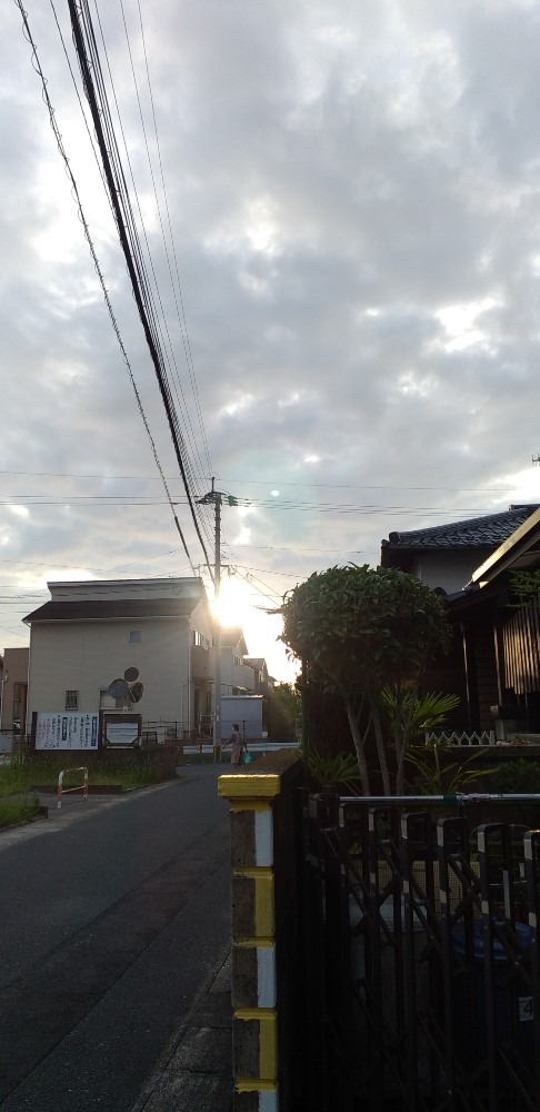 犬の散歩　すき間からの太陽