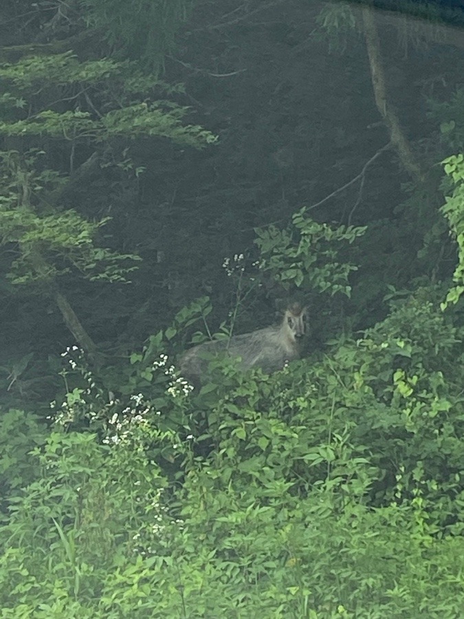 カモシカ🎶✌️‼️