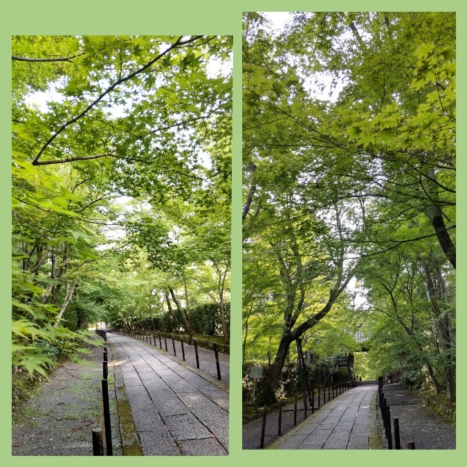 京都西山散歩👣青紅葉🌿
