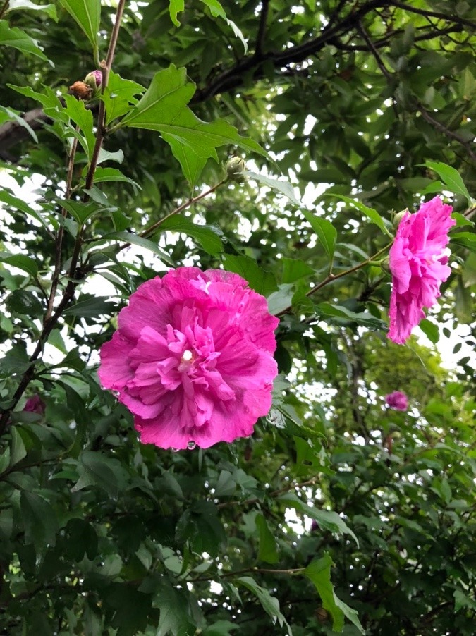 種類が多い🌸