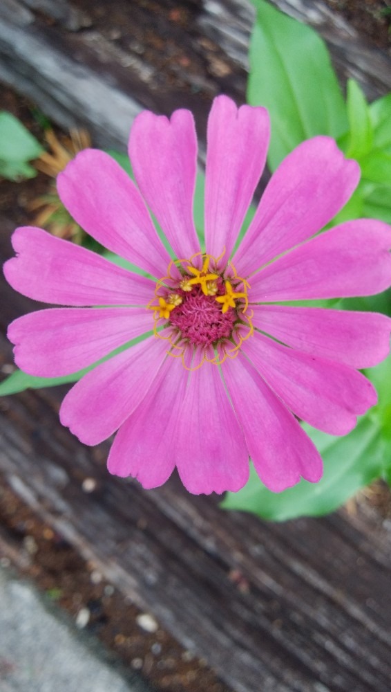 ピンク色の、お花です！