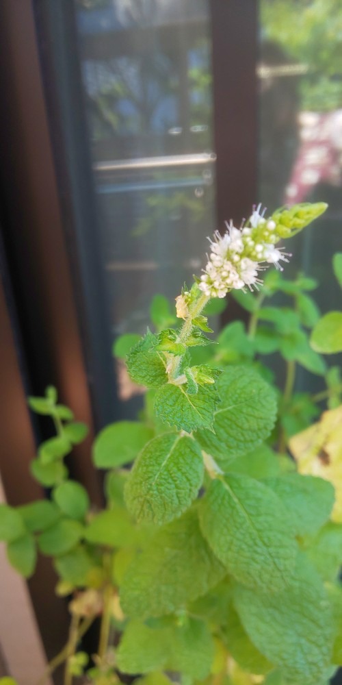 なんの花か分かりますか？