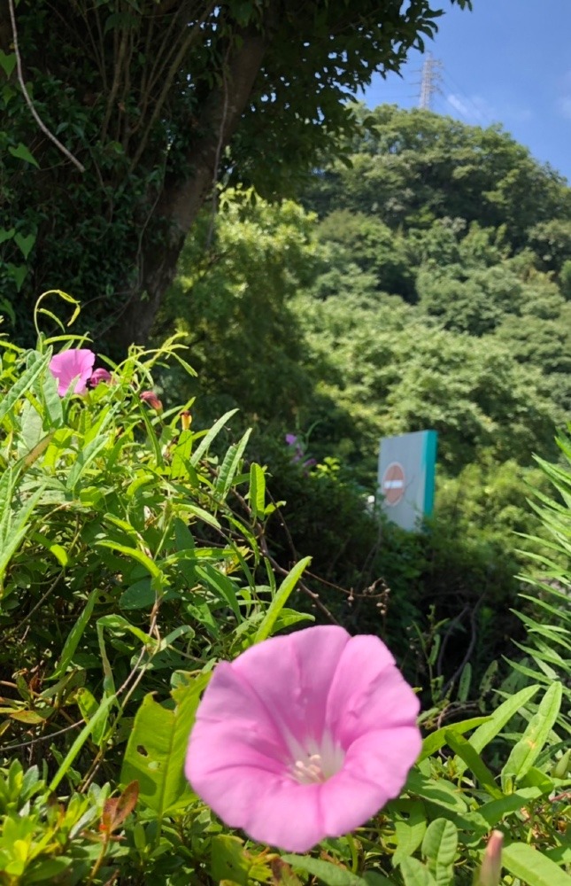 気持ちの良い風景🌸