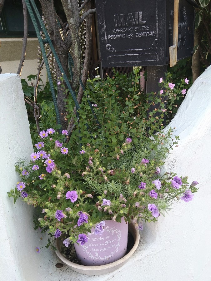 近所の花たち