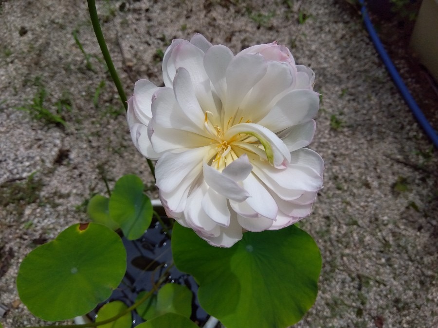 ミニ蓮の花が開花💗