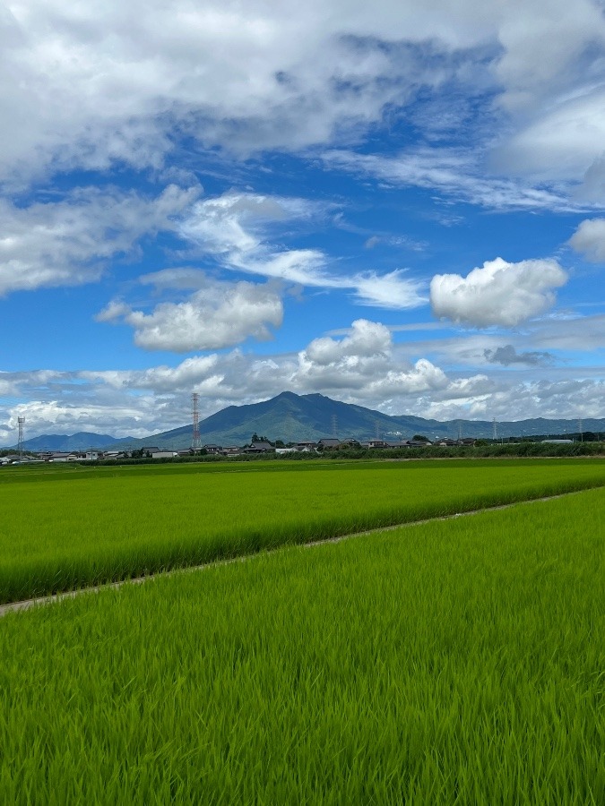 夏山