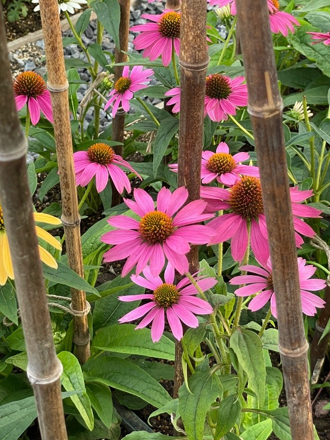 駅前花壇🌺