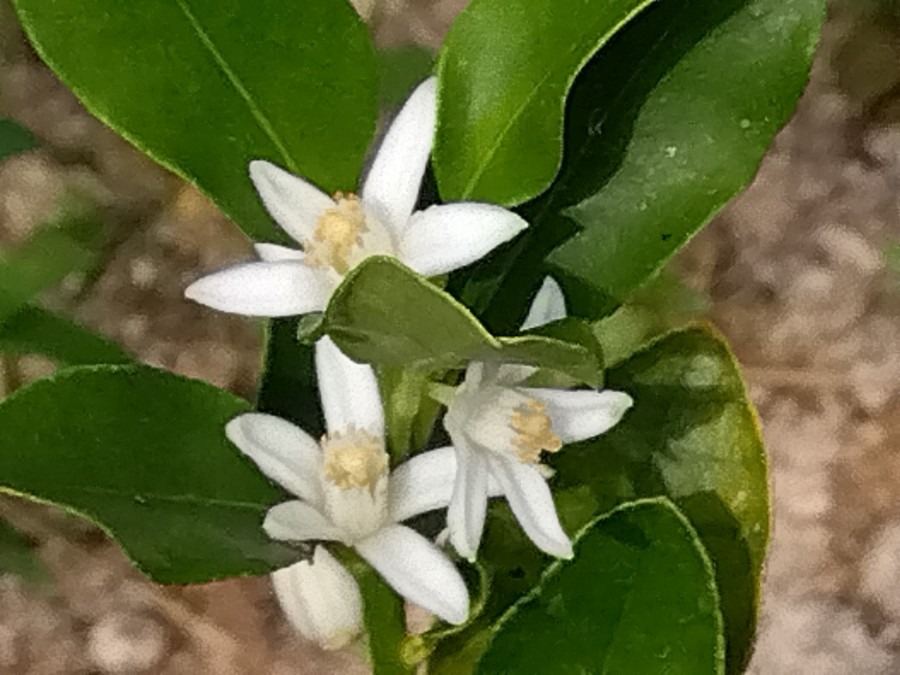 キンカン（金柑）の花🤍✨