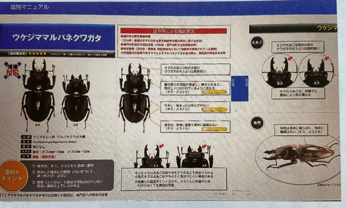 奄美大島から持ち出せない 動植物🈲❌