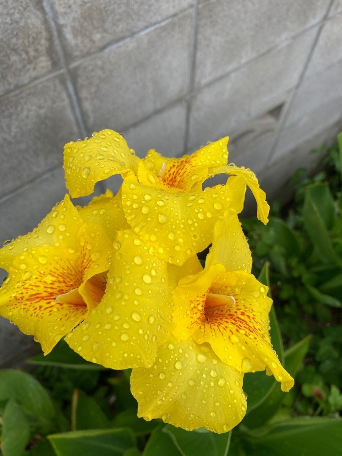 雨粒