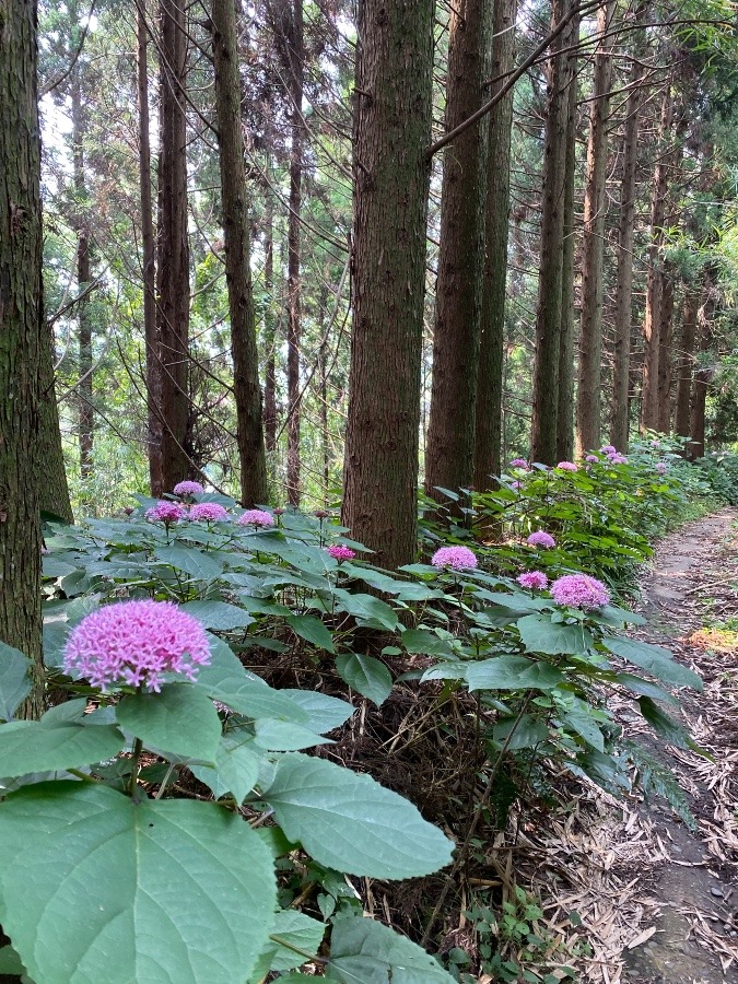 ボタンクサギの花