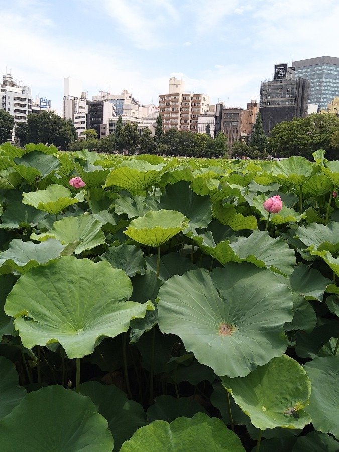 上野不忍池の蓮の花