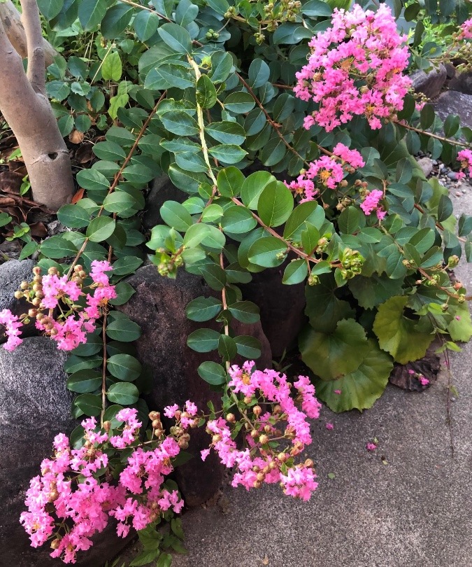 夏の花が咲き始めました✨