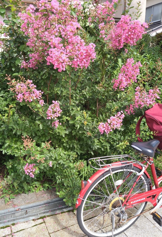 サルスベリと自転車