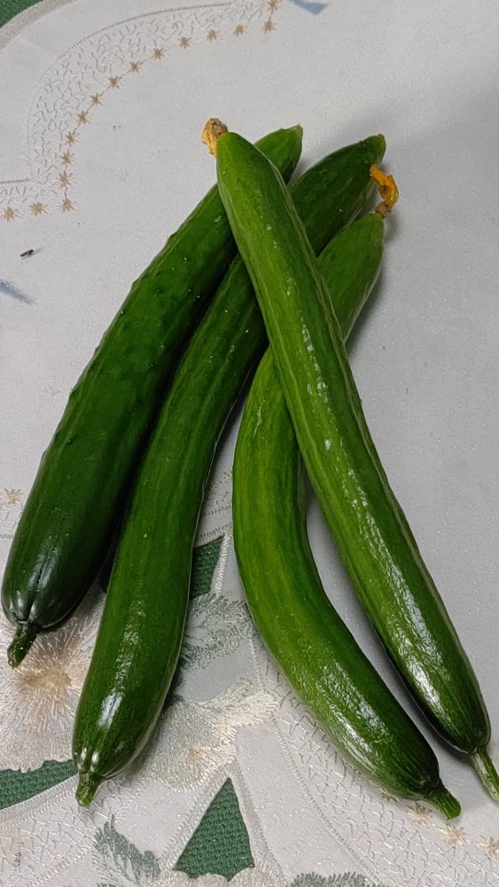 朝採り❗胡瓜～🥒