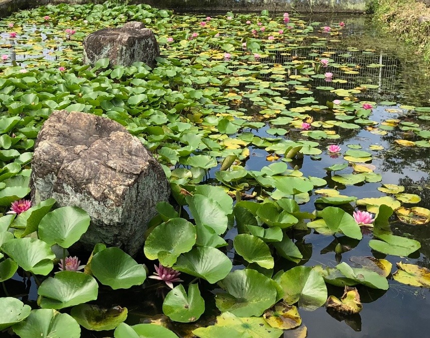 モネの池、満開🌸