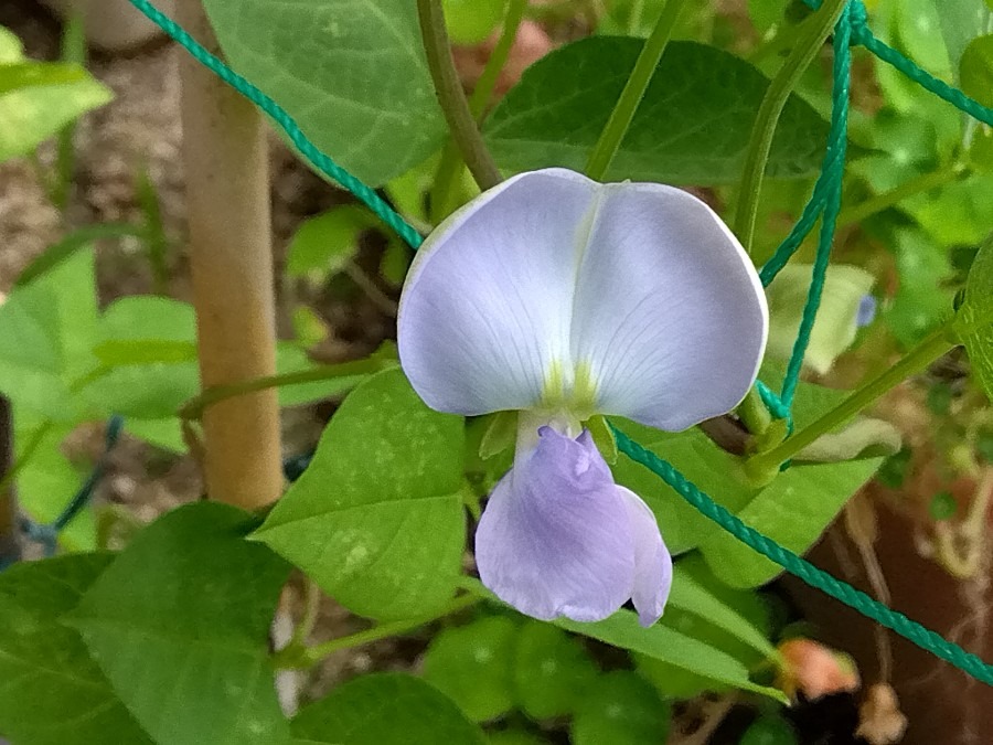 四角豆の花💜✨