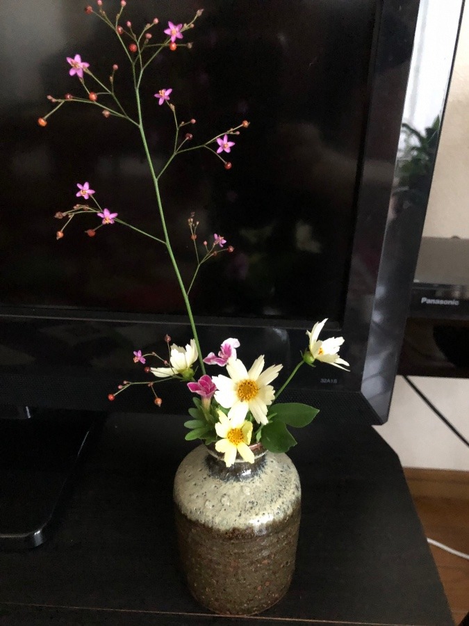 貰った小さな花