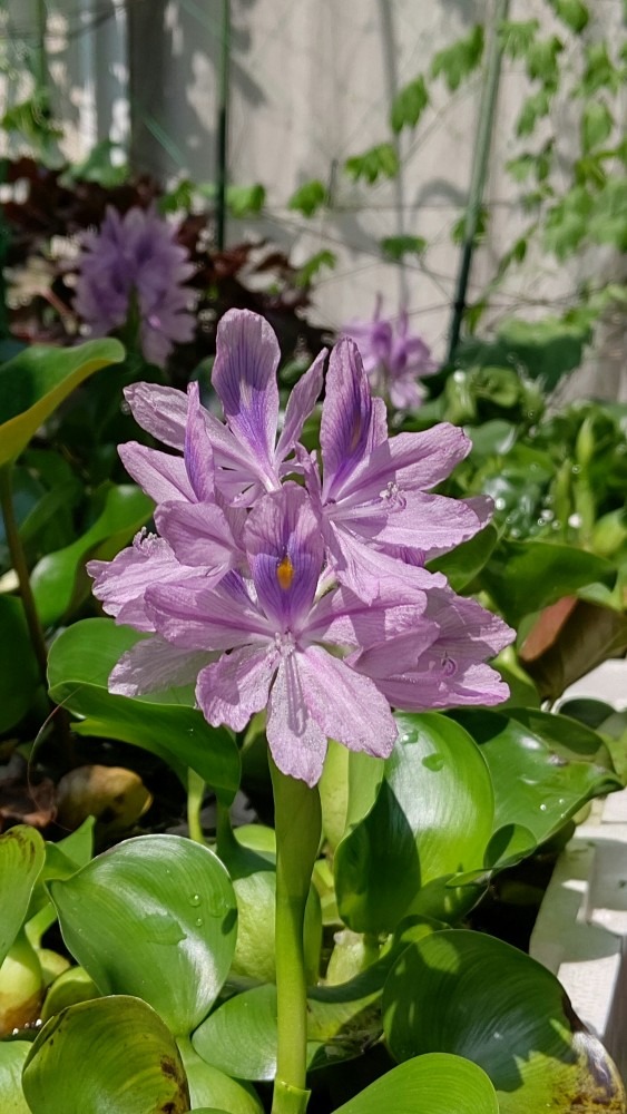 布袋葵 🌸