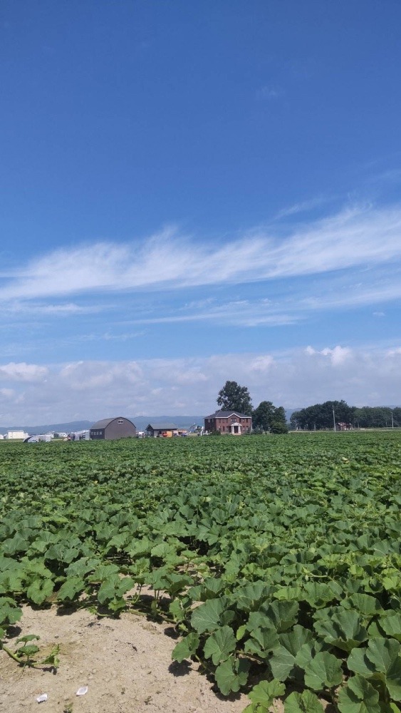 空知のかぼちゃ畑