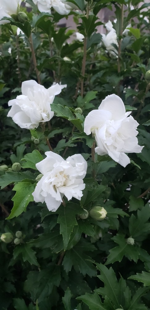 清々しいまっ白の花🌺