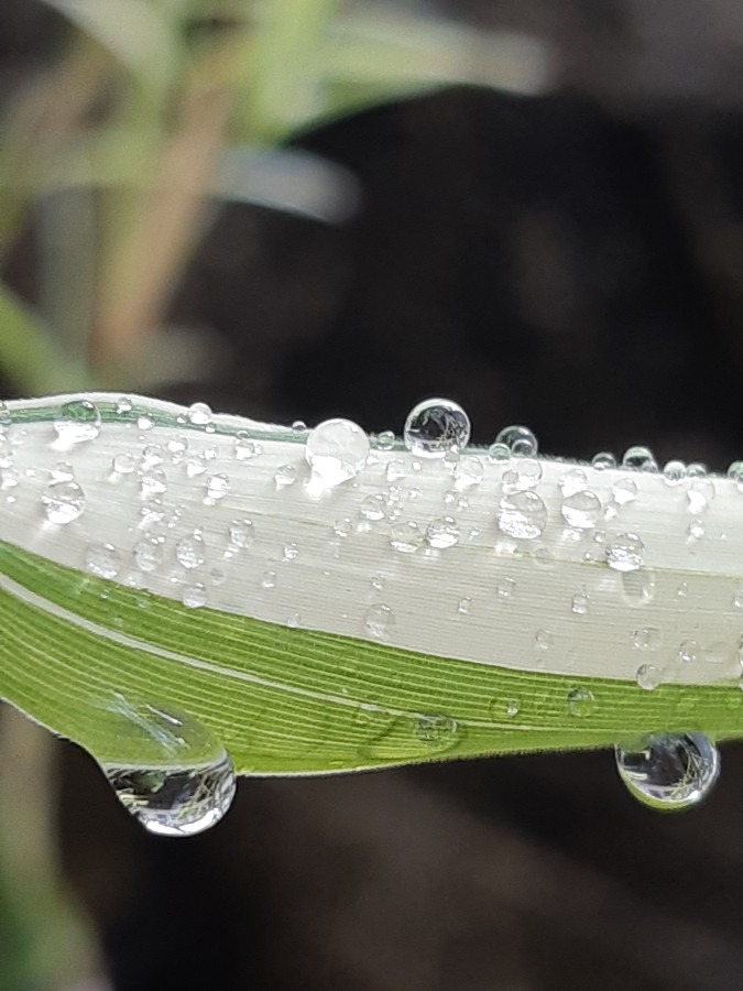 雨上がり