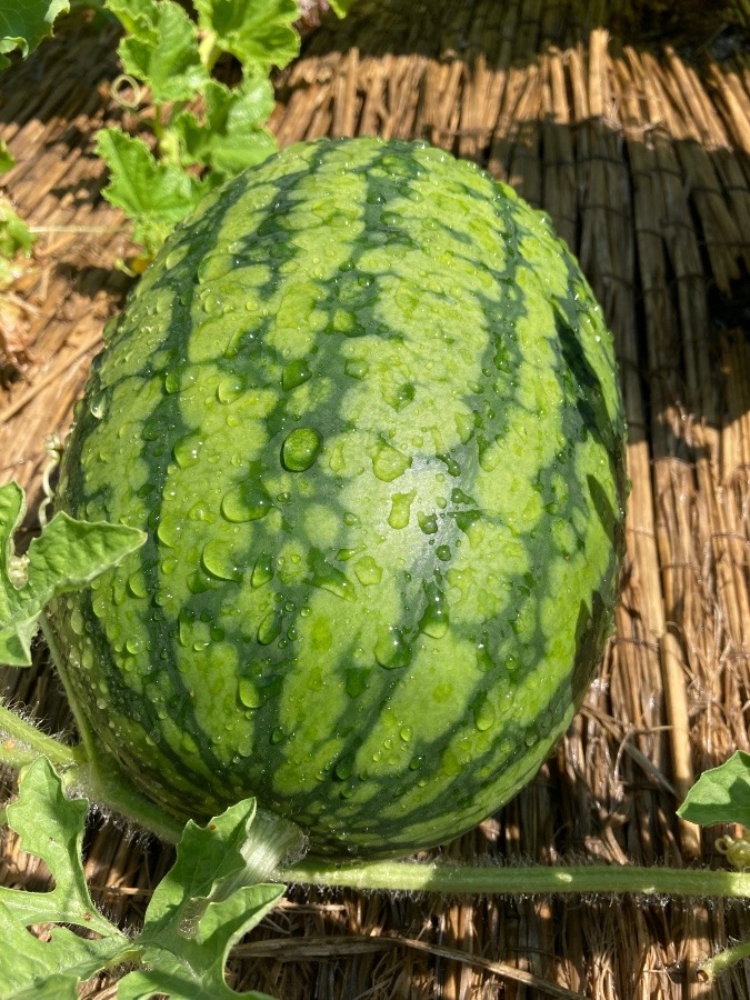 スイカの水浴び🍉