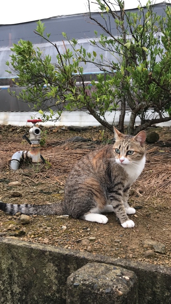 雨の中……