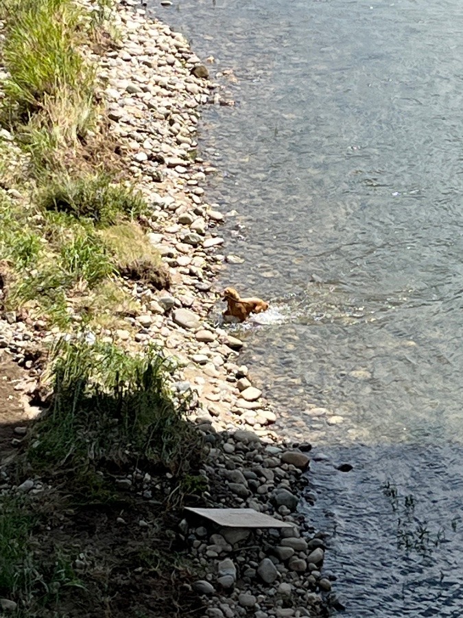 暑い日はワンちゃんも川遊び☀️