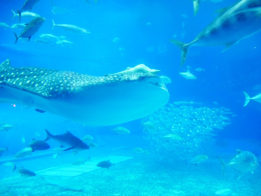 美ら海水族館