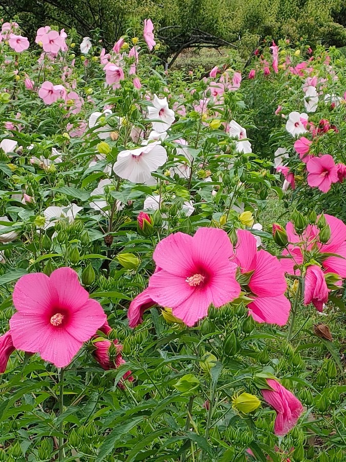 一面に咲く花タイタンビカス