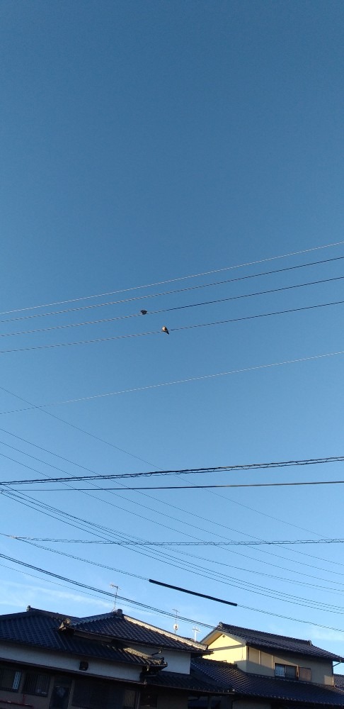 朝散歩の風景　青空と鳩